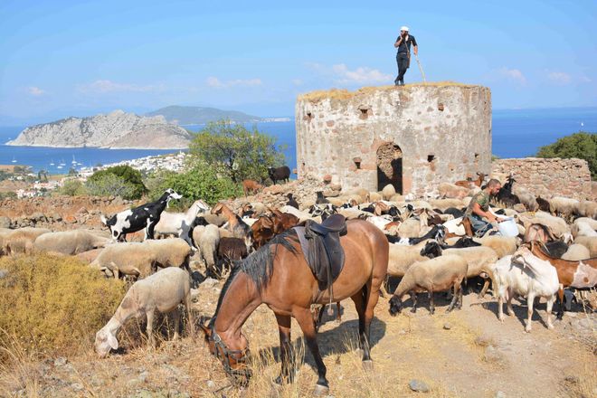 Enchanting Aegina Island gallery image 7