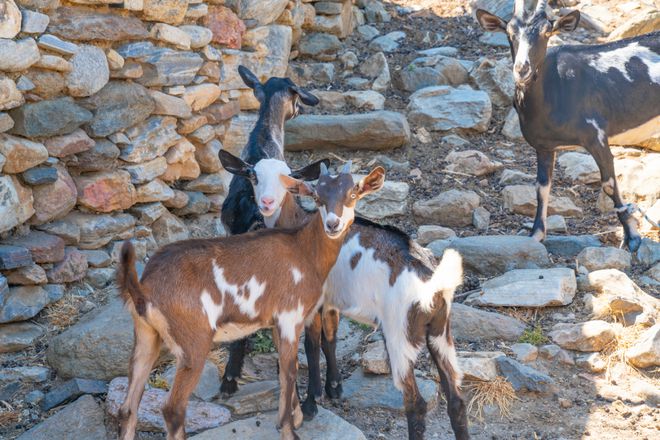 Fire, Sea and Stone: The Very Best of the Cycladic Islands gallery image 9