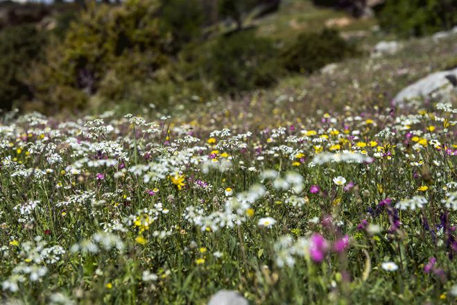 The Ultimate Delphi Day Trip gallery image 9